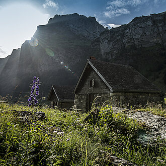 Alp bei Seealp