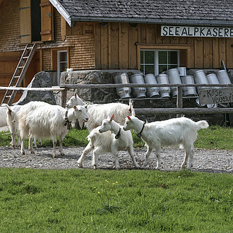 Alpkäserei beim Seealpsee