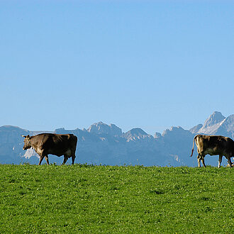 Kühe vor Alpsteinpanorama